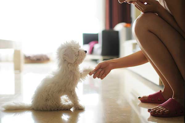 Woman holding a puppy's paw
